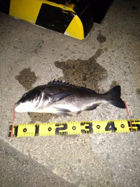 アジングのはずが・・・