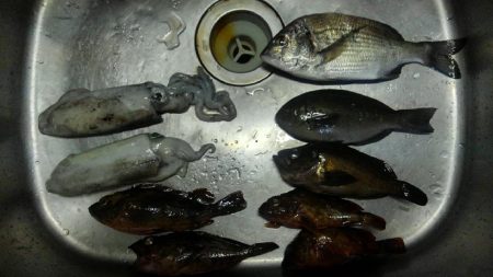 エギング終盤戦　メバリング開幕