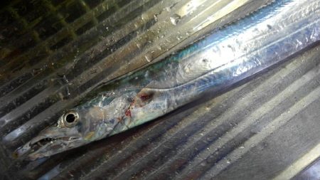 寒くなりました。