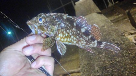 アジング？？五目釣り！？