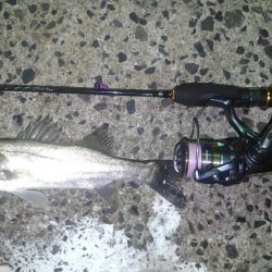 手軽にシーバス