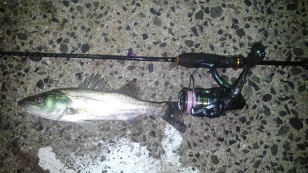 手軽にシーバス