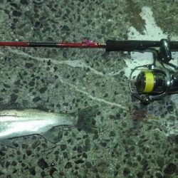 シーバスパラダイス