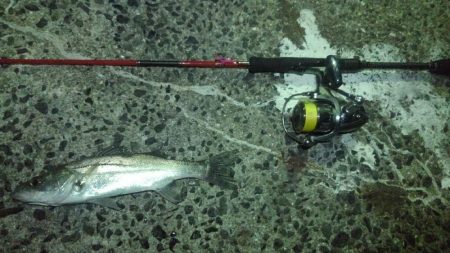 シーバスパラダイス