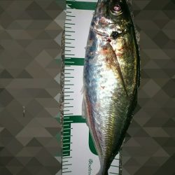鯵釣れたよ。