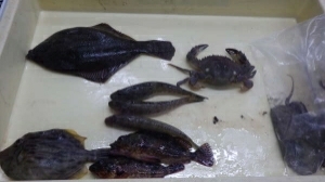 渋い中魚種多様