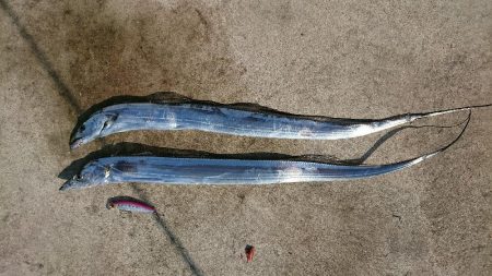 青物ルアーを無視