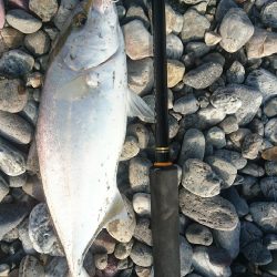 仁淀川河口 ショアジギング ネイリ