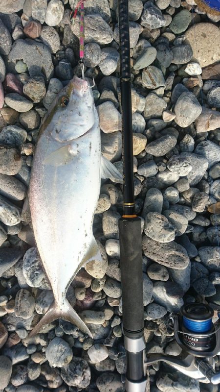 仁淀川河口 ショアジギング ネイリ