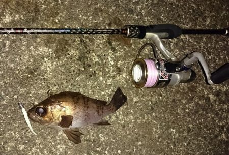 メバルシーズン