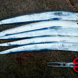 ハードルアーのみでの釣果