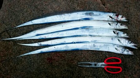 ハードルアーのみでの釣果