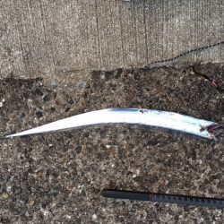 護岸は終了ですね