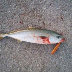 青物のトップゲーム