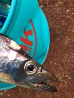 爆風の中、なんとか