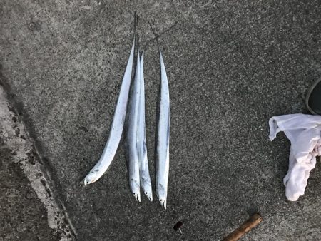 サイズダウンしてますが入れ食い