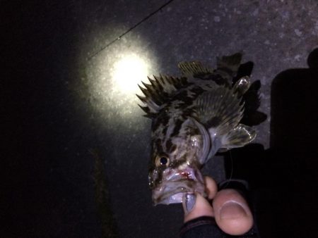 ロックフィッシュ