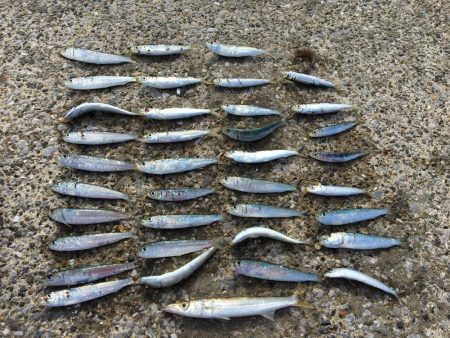 サビキでイワシ