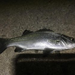 漁港からオニオコゼ