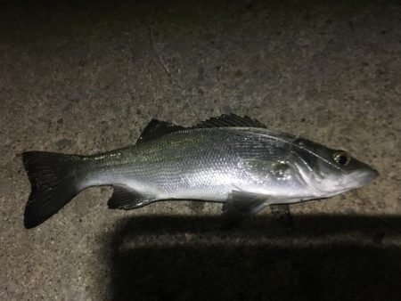 漁港からオニオコゼ