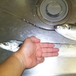 太刀魚やコノシロもまわり出しました。尺アジも釣れます。