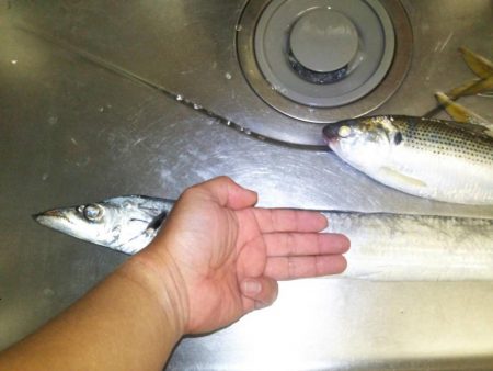 太刀魚やコノシロもまわり出しました。尺アジも釣れます。