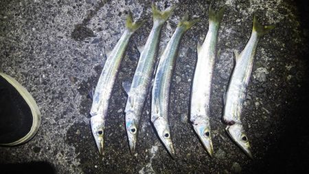 ライトでカマス、カサゴ