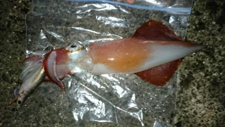 ケンサキイカ？