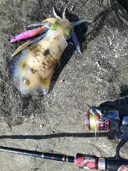 昼前にエギング