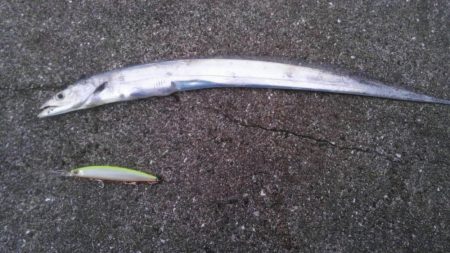 え？タチウオ少なっ