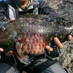 尾鷲で五目釣り