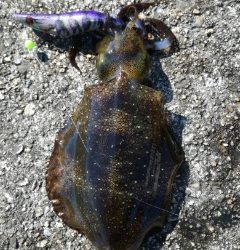 今日もチビだった