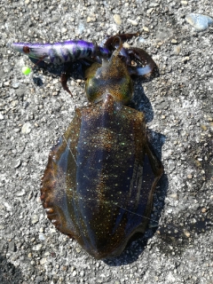 今日もチビだった