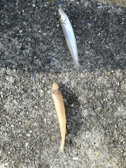 久しぶりのキス釣行