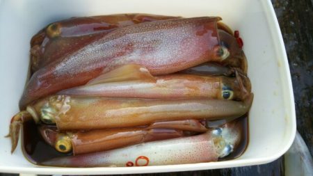 焼津沖　ヤリイカ　