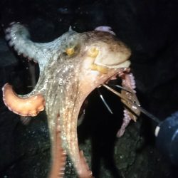 朝マヅメに出撃