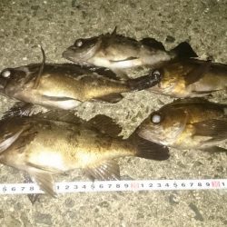 アジングのはずが～