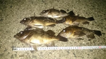 アジングのはずが～