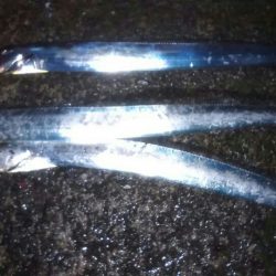 昨日は休みを取って行ったのに朝から芦屋南浜はぎっしり満員何とか一人入れるスペースがありましたが