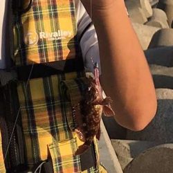 穴釣り○　エギング×