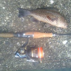 オオモンハタ遠征