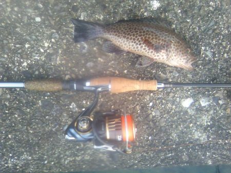 オオモンハタ遠征