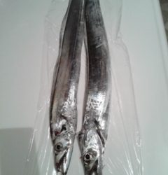 折れても・・・、太刀魚ゲット！