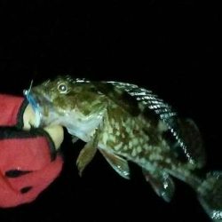 ガッシーパラダイス