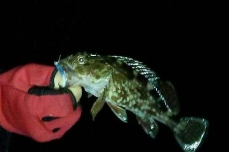 ガッシーパラダイス