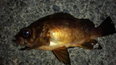 焼津港ではメバルが釣れ出しました。用宗では…