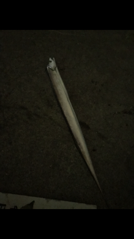 今日もサクッとタチウオ