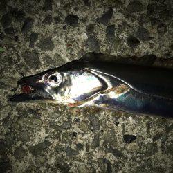 厳しい釣行が続いてます。