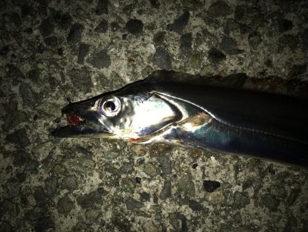 厳しい釣行が続いてます。
