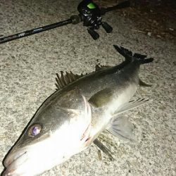 ベイトタックルでマイワシーバス